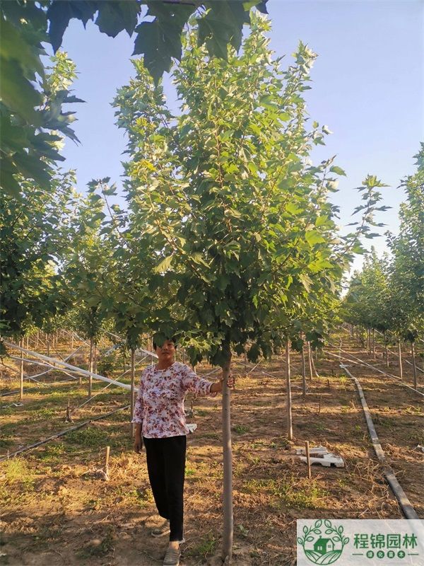 紅冠紅楓怎麽培育？來看最新技術(圖文)